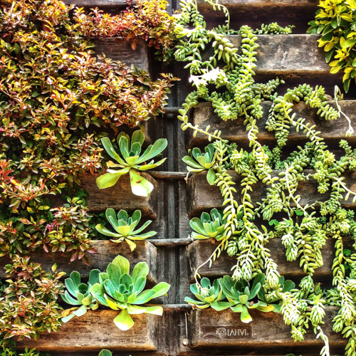 Elevate Your Space with Vertical Gardens: A Comprehensive Guide to Vertical Greenery