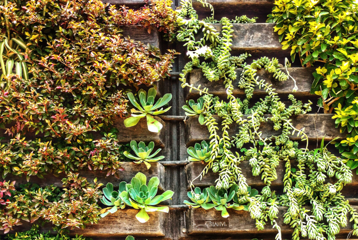 Elevate Your Space with Vertical Gardens: A Comprehensive Guide to Vertical Greenery